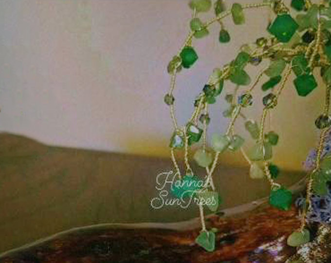 hannas-suntrees-jade-tree A